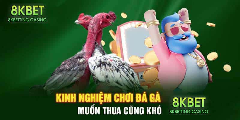 Cược vào số trận thi đấu mà gà chiến có thể thắng